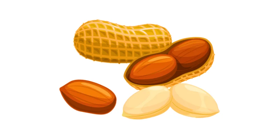 12 Everyday Things That Are 2 Centimeters Long-A Large Peanut