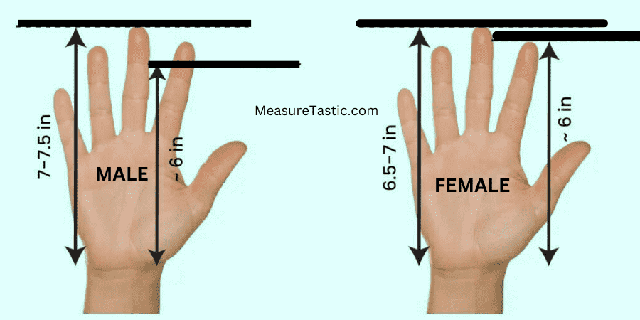 11 Common things That are 6 Inches long-Using Your Hand as a Measuring Tool