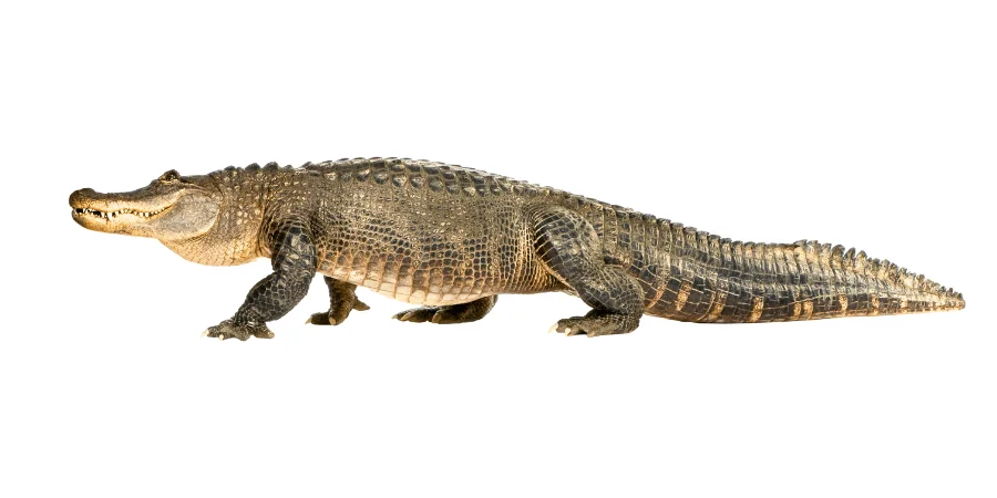 10 Things That Are 50 Feet Long or Big-5x Alligators