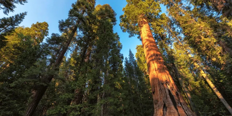 10 Things That Are Approximately 80 Feet Long-1/3 Giant Sequoias Tree