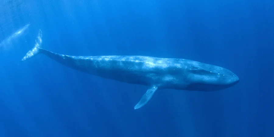 10 Things That Are Approximately 80 Feet Long-Blue Whale