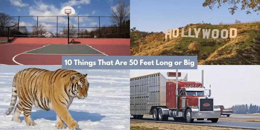 10 Things That Are 50 Feet Long or Big