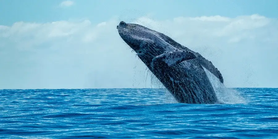 10 Things That Are 50 Feet Long or Big-Grey whale