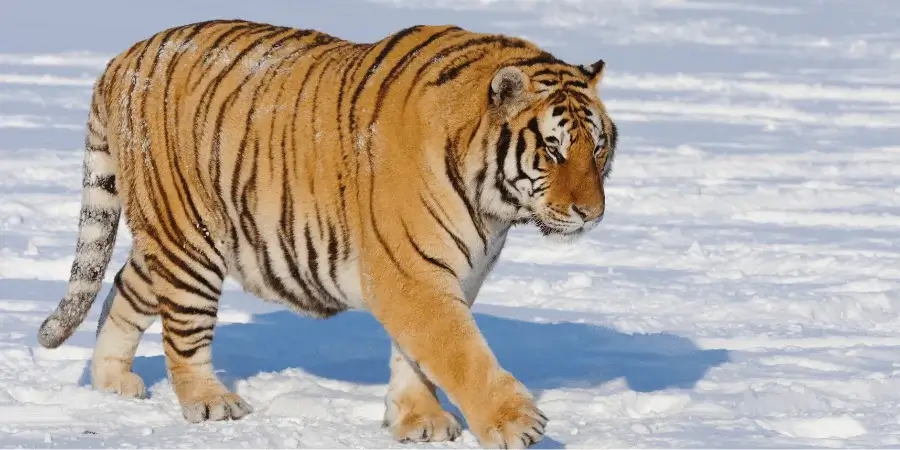 10 Things That Are 50 Feet Long or Big-5x Siberian tiger 