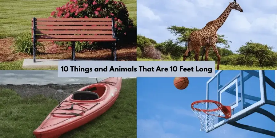 10 Things and Animals That Are 10 Feet Long