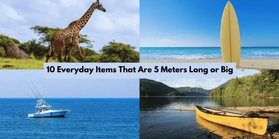 10 Everyday Items That Are 5 Meters Long or Big