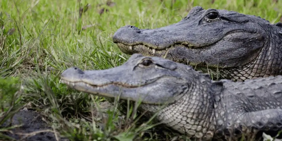 10 Things and Animals That Are 10 Feet Long-Alligators