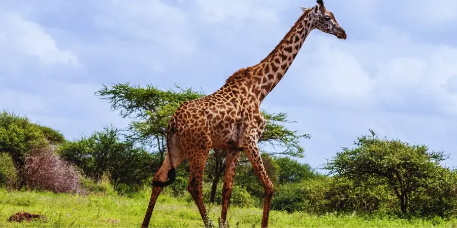 10 Things and Animals That Are 10 Feet Long-Half of a Giraffe