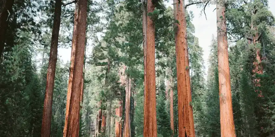 12 Common Things That Are 40 Meters (m) Long/ Big-Half the Size of a Giant Sequoia